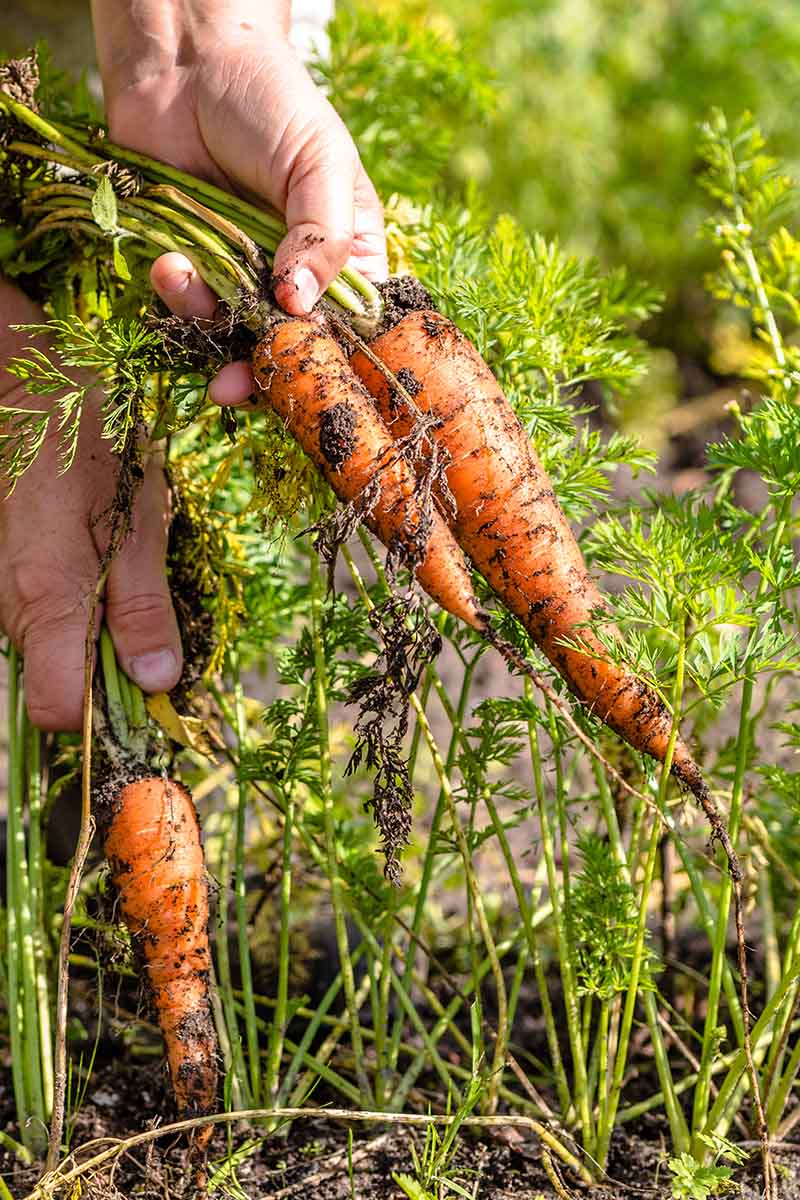 A vertical close-up image of a hand from the left side of the frame pulling carrots out of the ground in bright sunshine on a soft focus background.