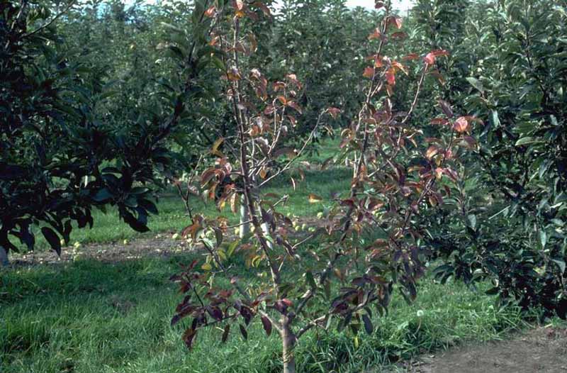An apple tree that loses leaves due to Phytophthora root rot infection.
