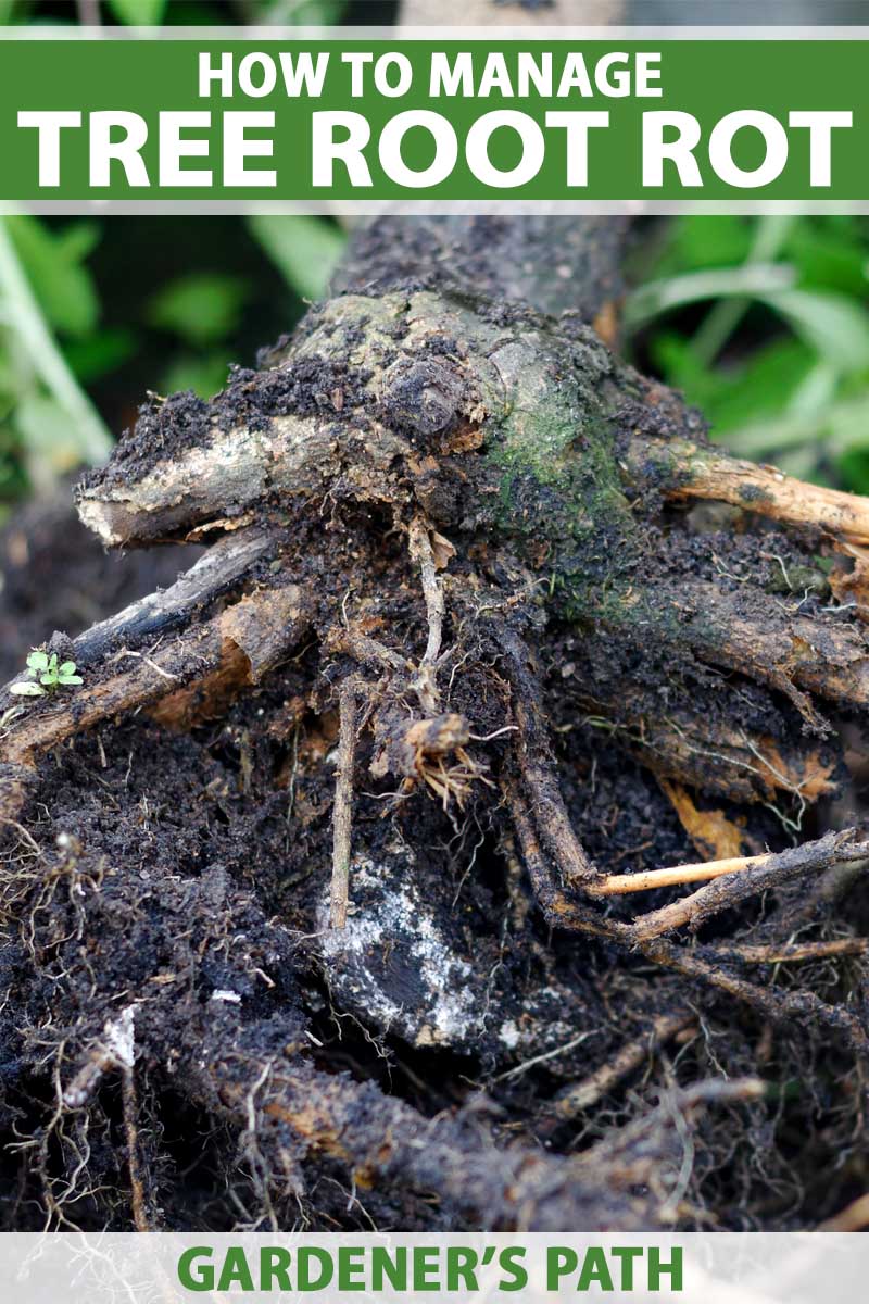 Close-up of a root ball of a small tree suffering from root rot.