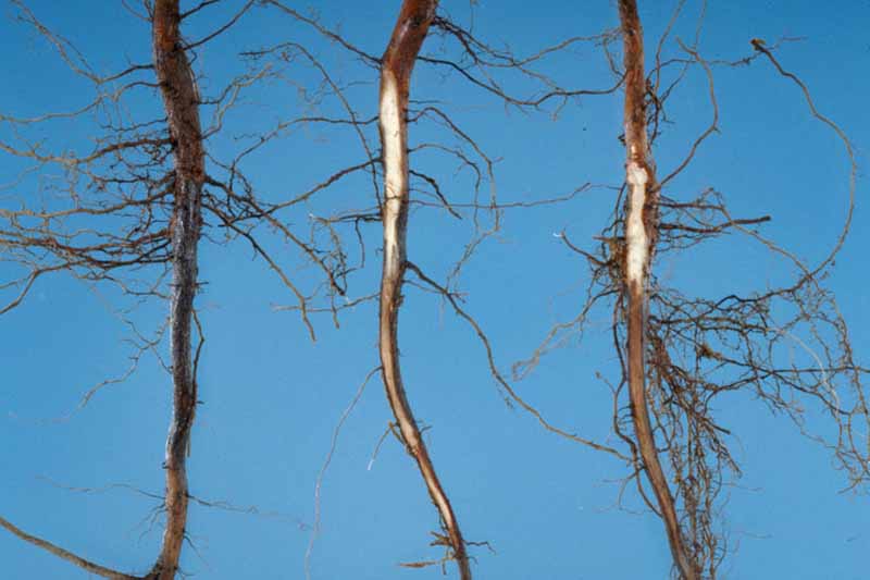 Phytophthora root rot in nursery stands that are grown under unfavorable conditions.
