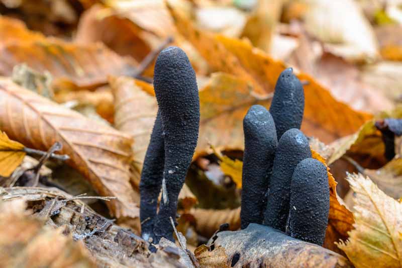The dead man's fingers, Xylaria polymorpha, grow structures on a leaf-covered forest floor.