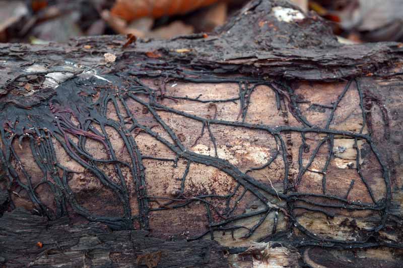 Black rmillaria mycelium strings on a tree trunk.