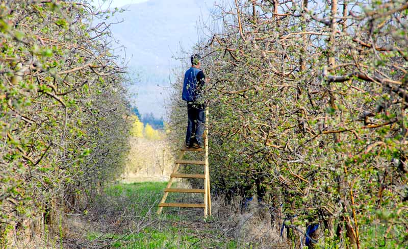 A man on a ladder prunes apples in an orchard.