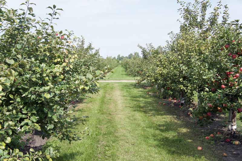 Two rows of apple trees with a freshly cut strip of grass in between.