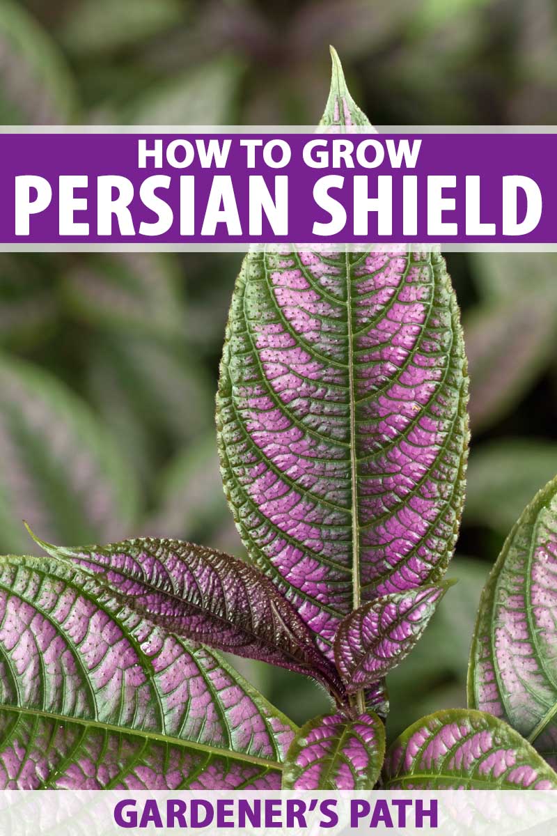 Connect the purple and green leaves of Strobilanthes dyerianus or Persian Shield.