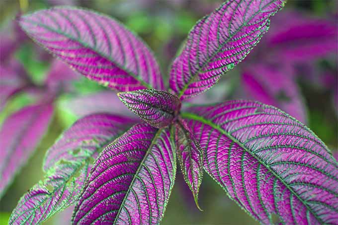 Learn how to grow and care for Persian shield plants at GardenersPath.com