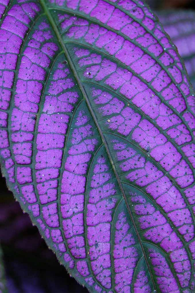 If you live in a cool climate zone, bring Persian shield plants into the house for the winter: https://bonbali.com/plants/ornamentals/persian-shield/