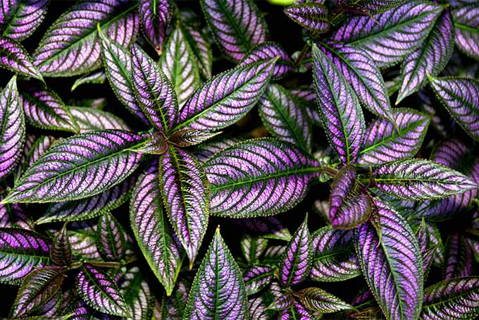 Enjoy the Persian shield as a large plant or cut it back for a bushy specimen at GardenersPath.com