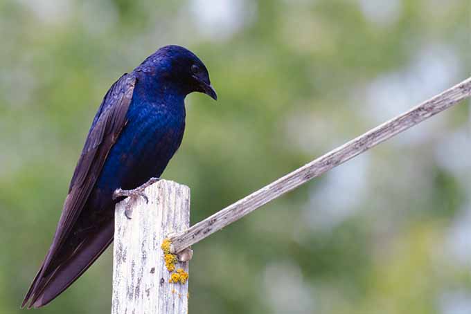 Dress up purple martins by choosing the right case Install Gardener's Path