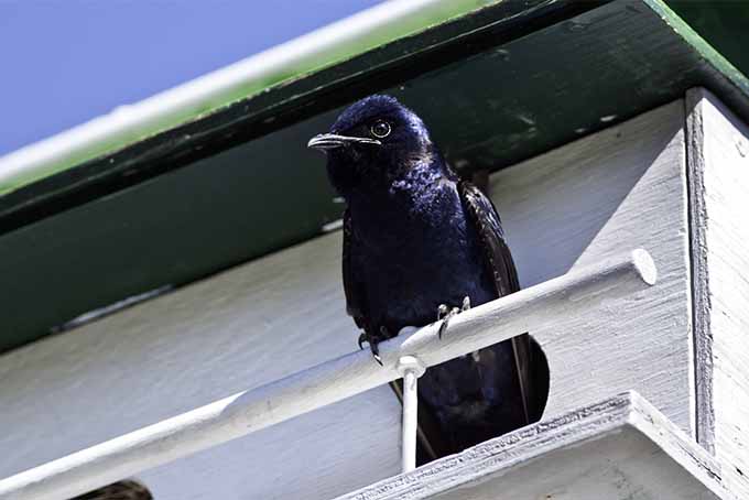 Purple Martins eat all kinds of insects, not just GardenersPath.com mosquitoes