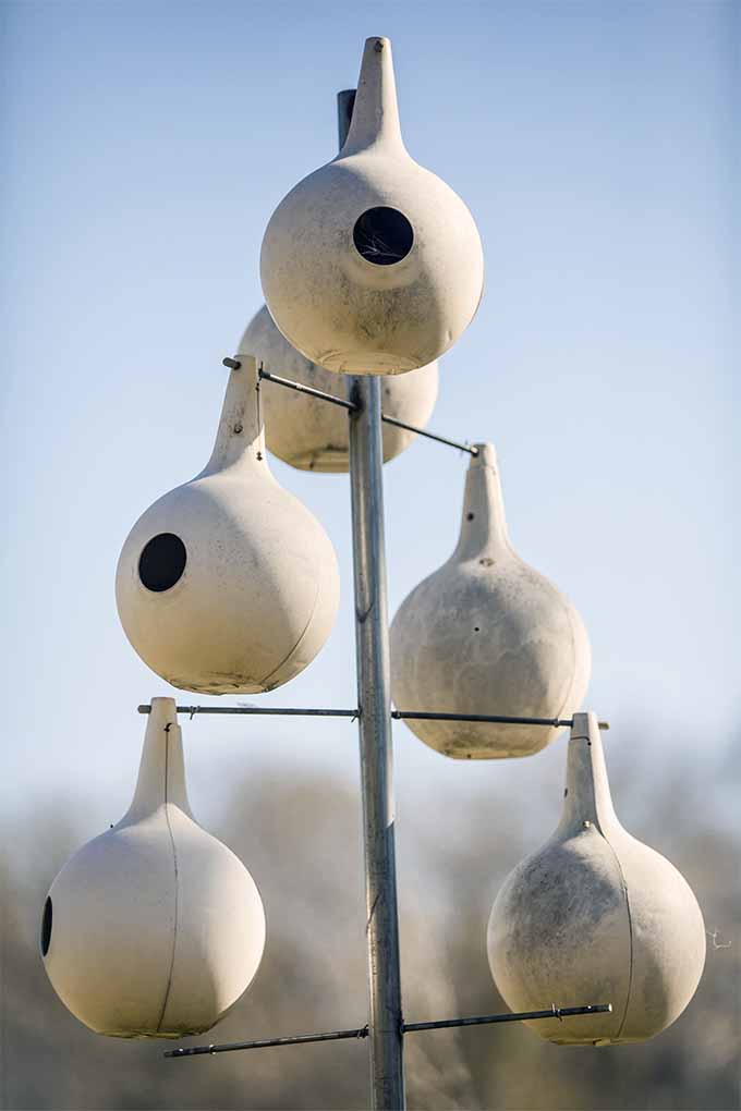 Hang up pumpkin shaped birdhouses to lure purple martins into your garden: https://bonbali.com/how-to/animals-and-wildlife/attract-purple-martins/