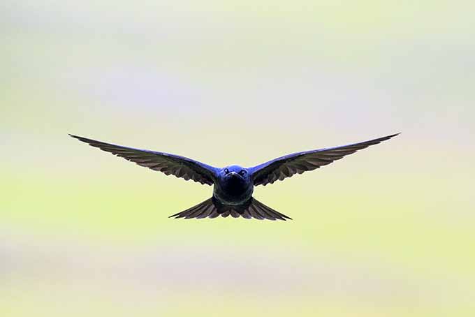 Our experts will advise you on how to attract purple Martin birds to your garden at GardenersPath.com