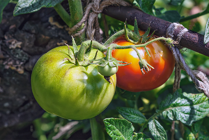 If you don't want chickens to eat all of your tomatoes, you may not want to put the birds in your garden