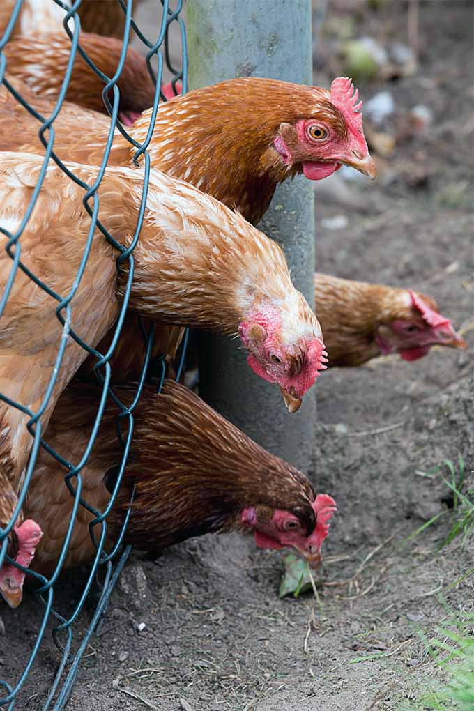 Contrary to popular belief, there are not always chickens in the garden. Learn more from our expert: https://bonbali.com/how-to/animals-and-wildlife/chickens-help-garden/