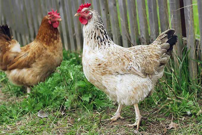 Ask our experts if it is a good idea to keep chickens in the garden