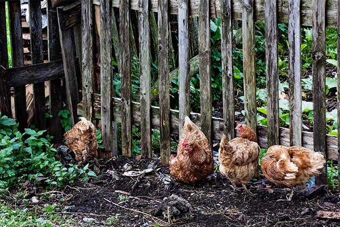 Find out whether you should fence in your chickens or let them run around in your garden