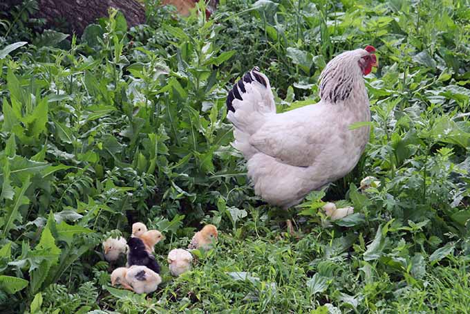 Chicks are best left out of the garden, says our expert Gärtnerweg