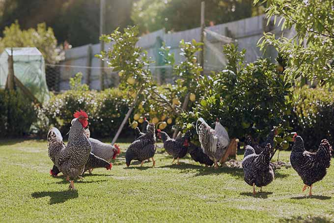 Find out from our experts whether having a chicken in the garden is a good idea. Gärtnerweg