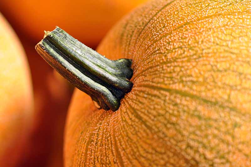 Close-up of the healthy stalk of a round orange pumpkin.