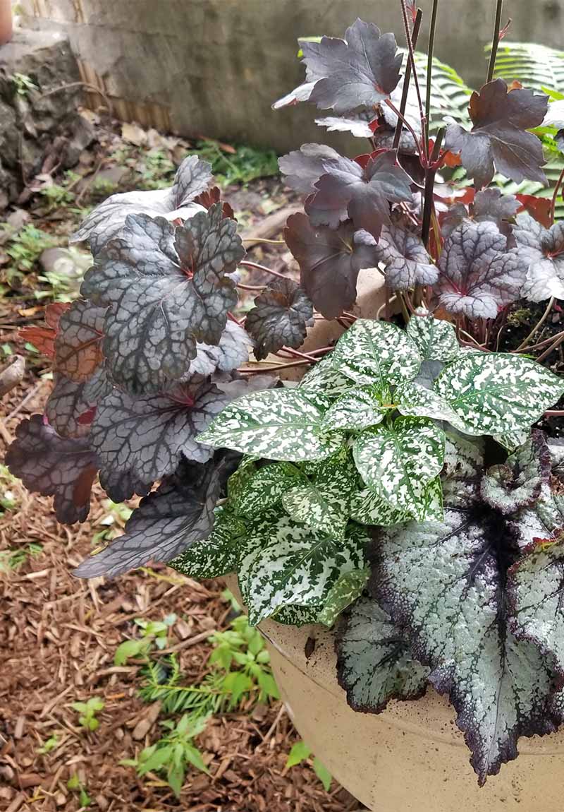 Dark green heuchera in a large cement pot with other plants in a garden bed with brown wooden mulch.