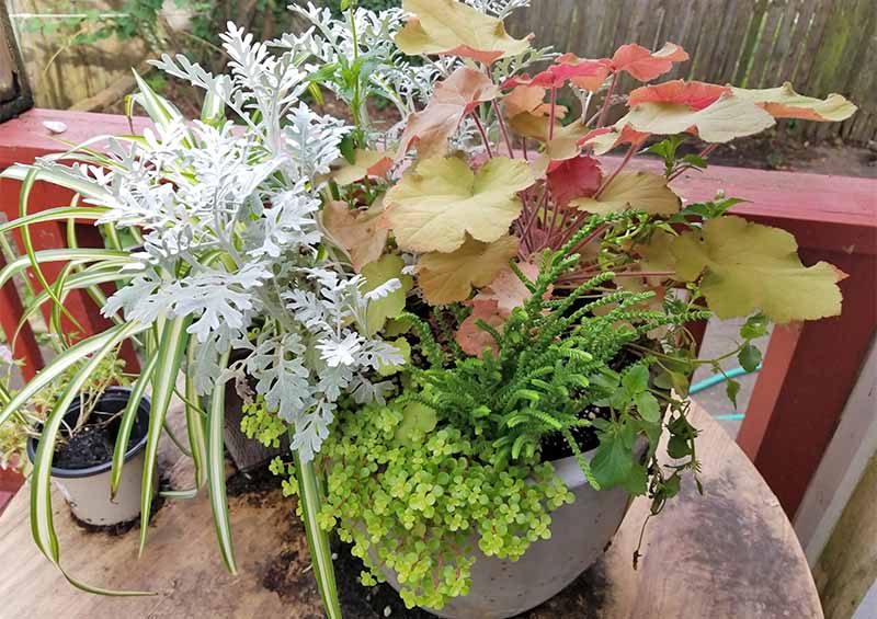 A potted plant with an arrangement of pink-green heuchera and other white and green leaves.