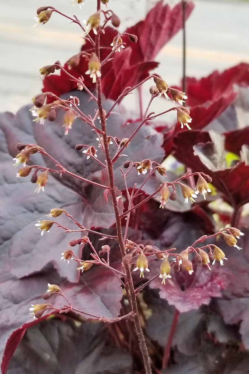 Close-up of a flower stalk on a dark burgundy coral bell plant.