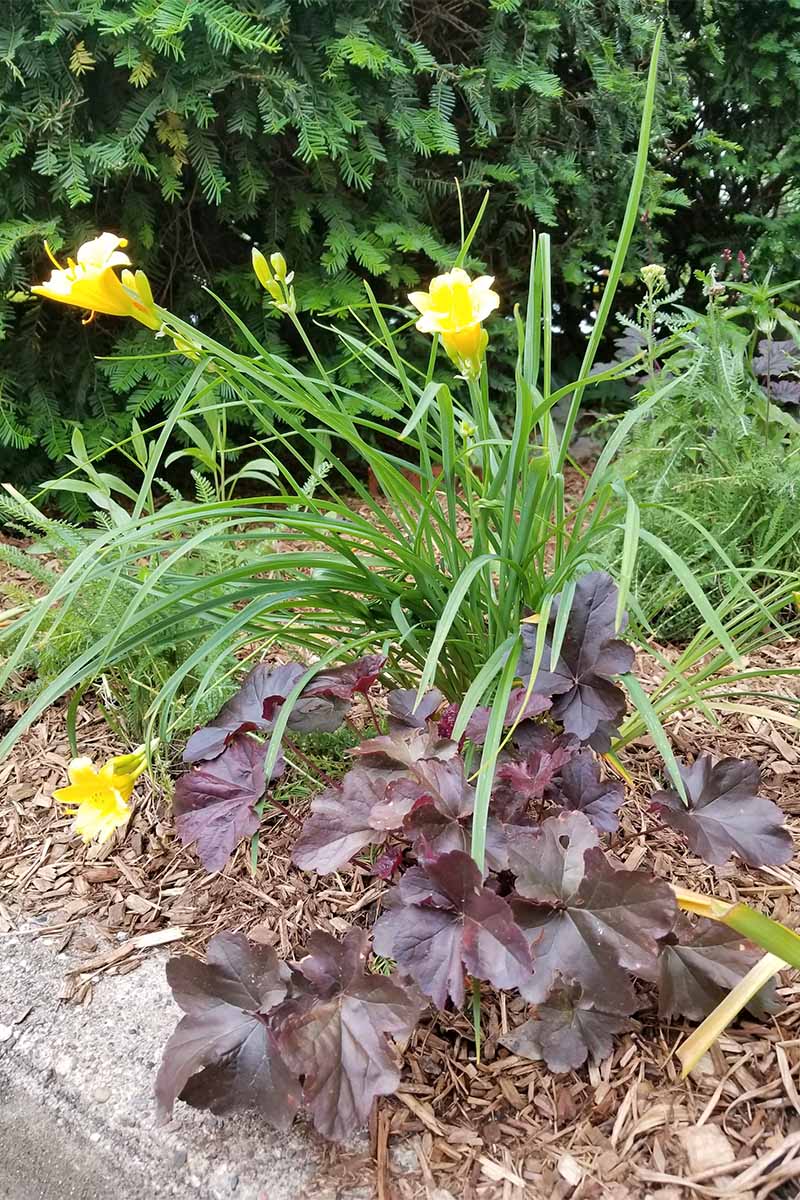 Purple heuchera in a garden border along a cement edge with bright yellow daylilies in soil with brown wood mulch.