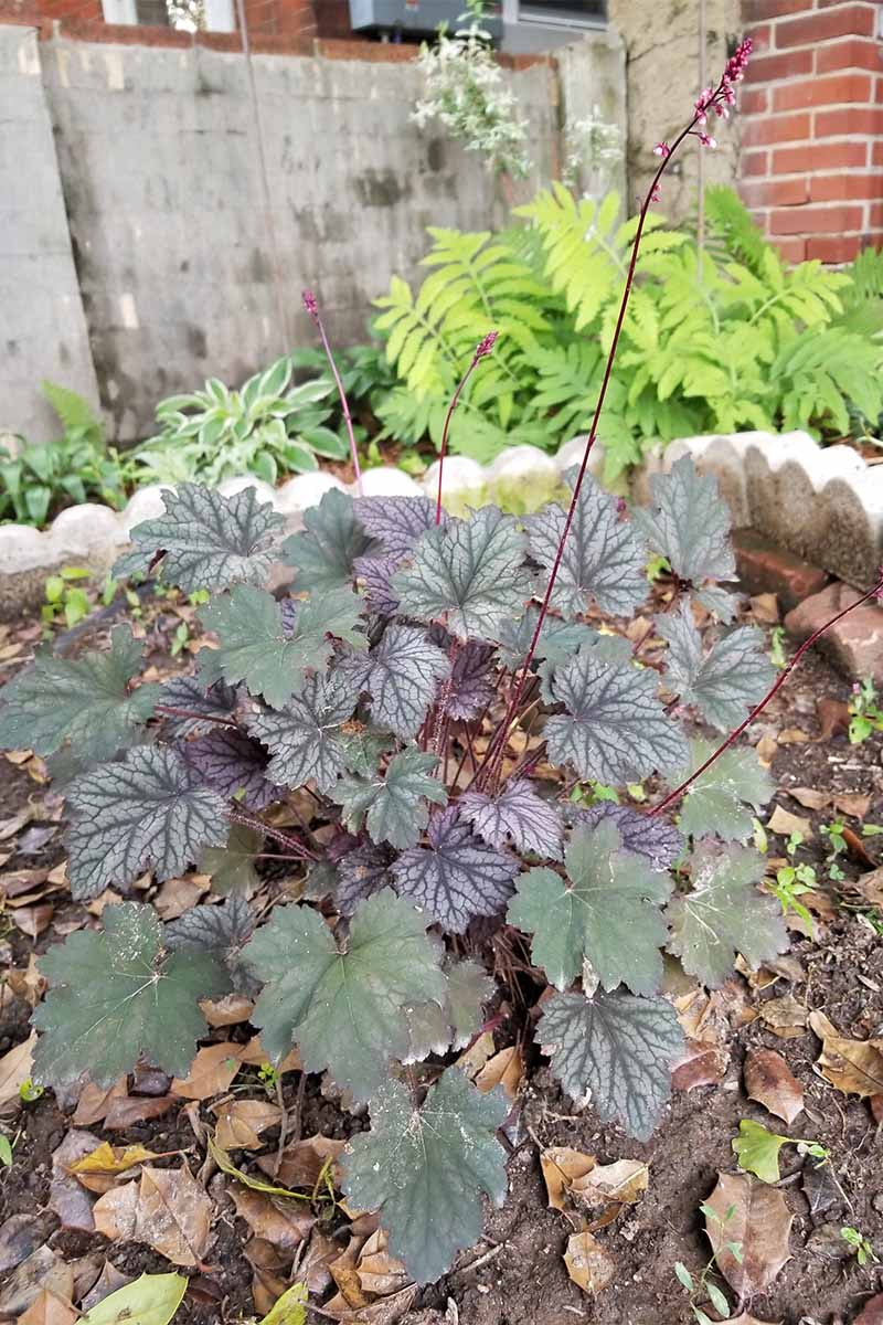 Dark green and burgundy coral bells with small flowers on long stems in a garden bed with brown, dried leaves, a cement rim and brick and cement walls in the background.