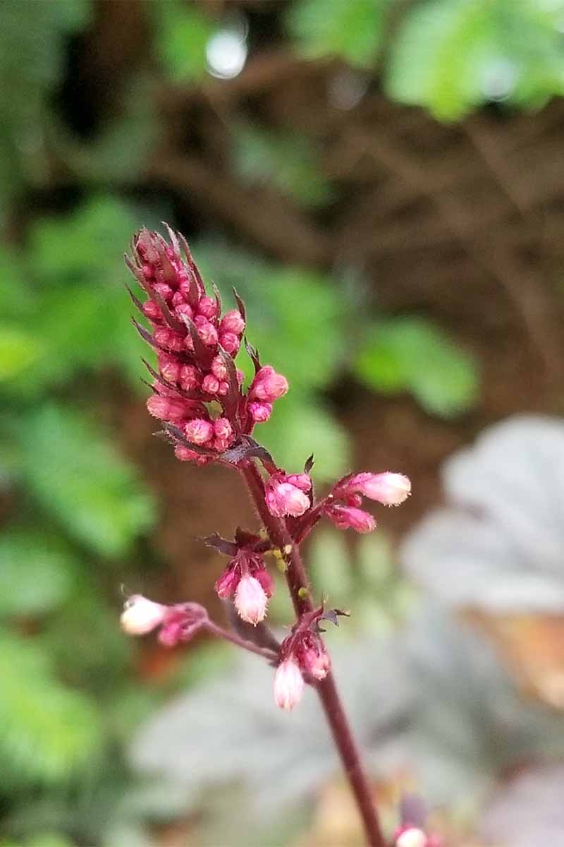 A burgundy stalk of pink coral bellflower, with a background of green mulch, gray rocks, and green leaves in shallow focus.