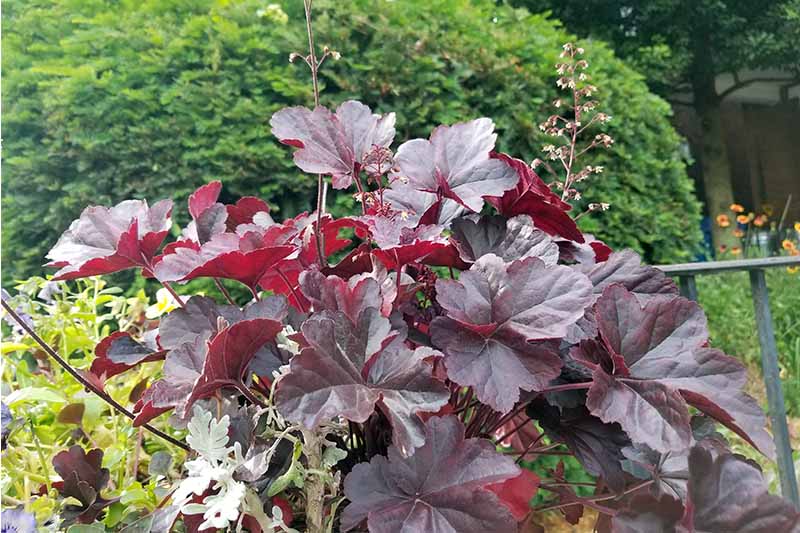 Burgundy Heuchera with light green plants and a rounded green shrub.