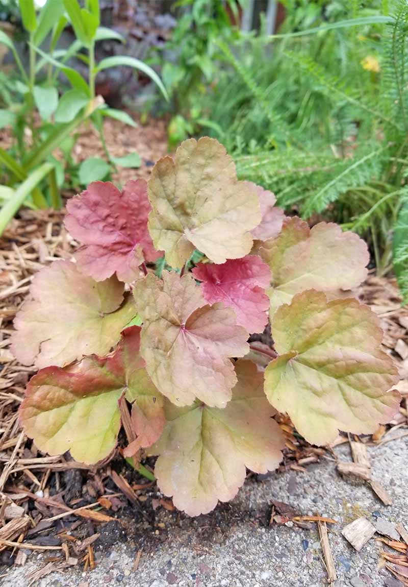 Light green and pink heuchera in a garden bed with ferns and other plants.