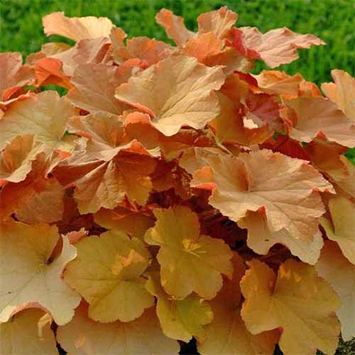 Bright orange & # 39; caramel & # 39; coral bells with green foliage in the background.