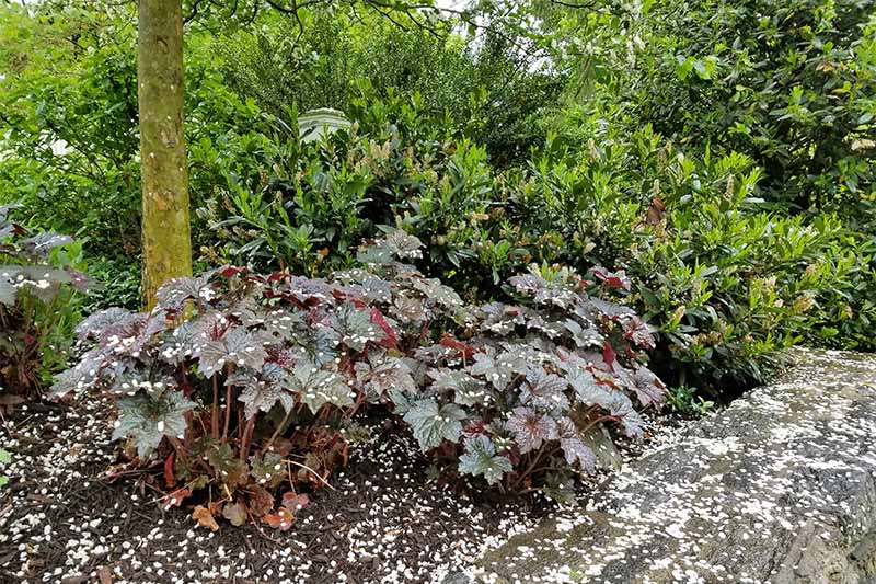 Purple-green Heuchera along with the surrounding soil is sprinkled with white petals that have fallen from spring trees.