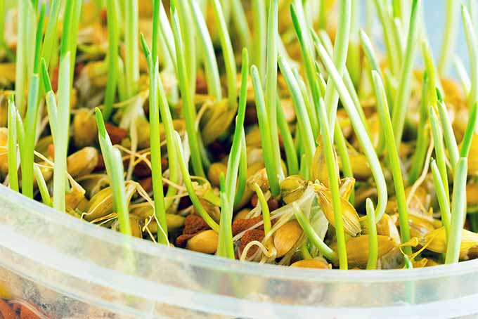 Grow sprouts for healthy and happy chickens GardenersPath.com