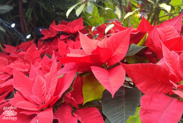 Learn the history of poinsettias and learn how to grow and style them