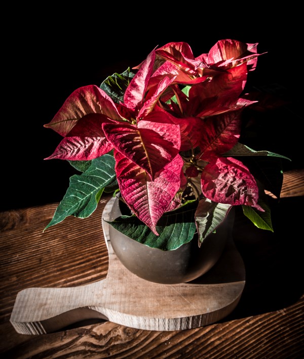 How to care for poinsettias