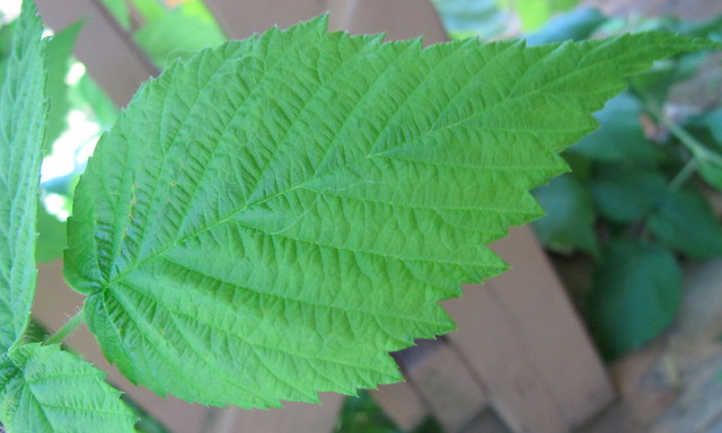 Close up raspberry leaf