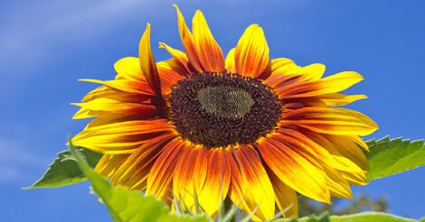 Solar energy sunflower seeds