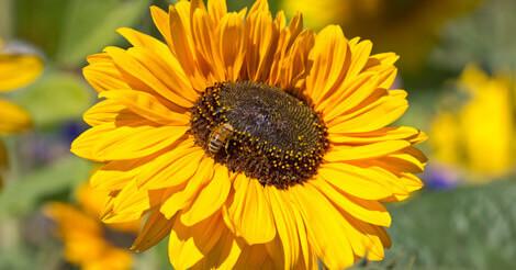 Sunflower with honeybee