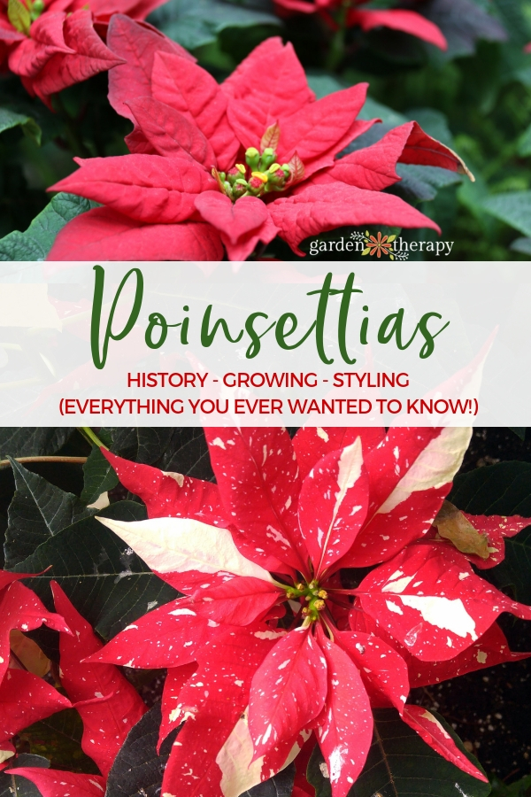 Poinsettia Guide History Growing styling and everything you ever wanted to know