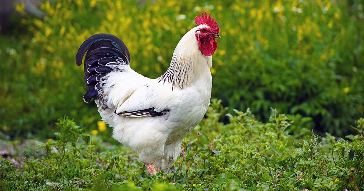 your-guide-to-growing-chicken-scratch-greens-for-healthy-chickens