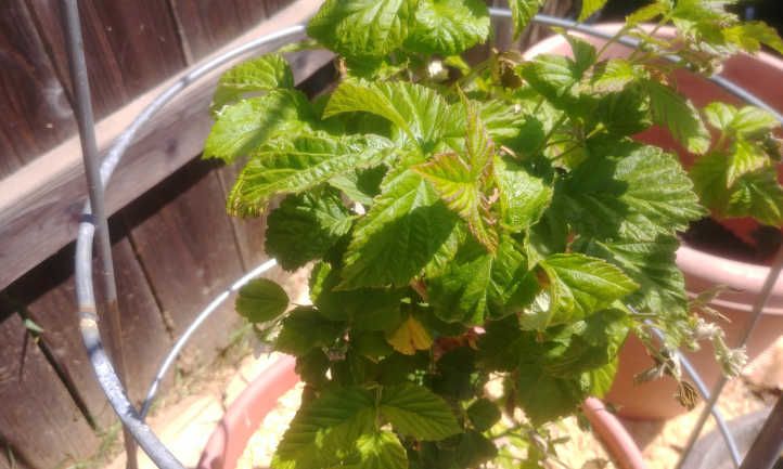 Cultivation of raspberries in containers