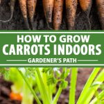 A collage of photos showing how carrots are grown in a home.