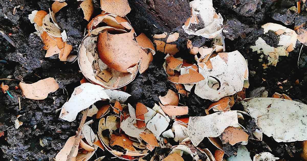 use-of-egg-shells-in-the-garden-for-soil-compost-and-for-pest-control